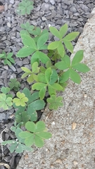 Oxalis bipartita