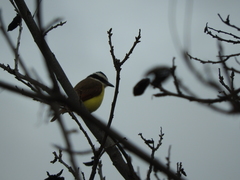 Pitangus sulphuratus