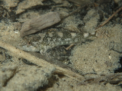 Cottus rondeleti