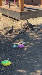 Dendragapus obscurus