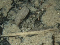 Cottus rondeleti