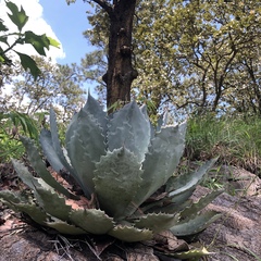 Agave guadalajarana