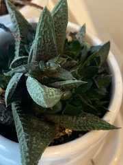 Haworthia cooperi