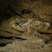 Freshwater Sculpins - Photo (c) Julien Renoult, some rights reserved (CC BY), uploaded by Julien Renoult