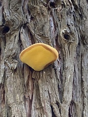 Tyromyces amarus