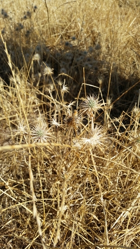 iNaturalist observation photo of Coyote-thistle