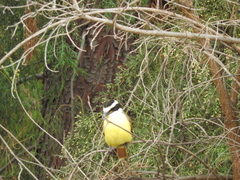 Pitangus sulphuratus