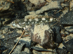 Cottus rondeleti