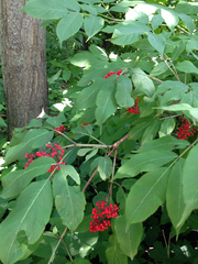 Sambucus racemosa racemosa