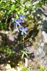 Delphinium sutherlandii
