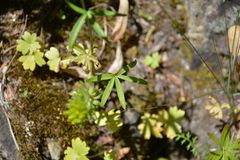 Delphinium sutherlandii