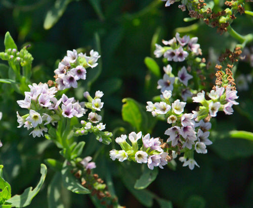 iNaturalist observation photo of alkali heliotrope