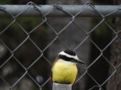 Pitangus sulphuratus