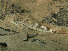 Cottus rondeleti
