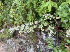 Stenanthium leimanthoides