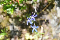 Delphinium sutherlandii