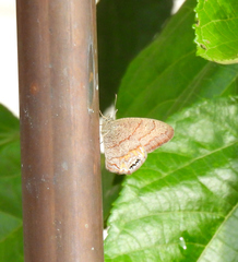 Cyllopsis pephredo