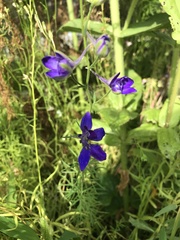 Delphinium consolida