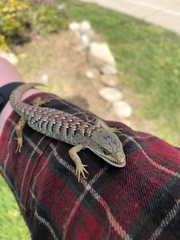 Elgaria multicarinata