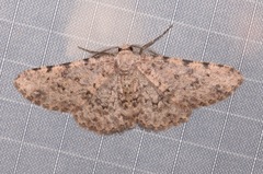 Stenoporpia pulchella