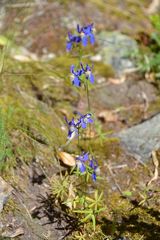 Delphinium sutherlandii