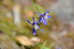 Delphinium sutherlandii