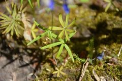 Delphinium sutherlandii