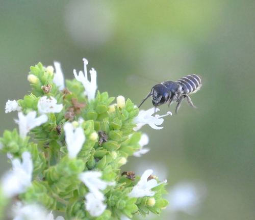 Alfalfa Leafcutter Bee photographed in Nevada