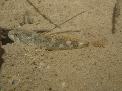Cottus rondeleti
