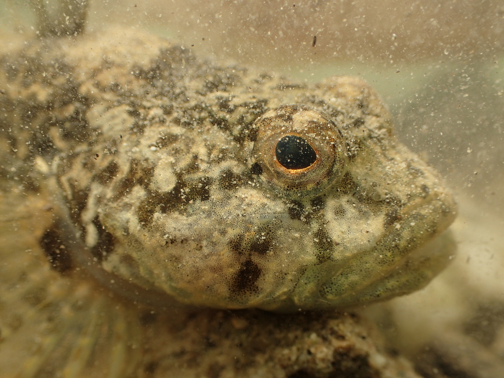Hérault Sculpin
