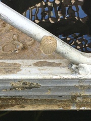 Pectinatella magnifica