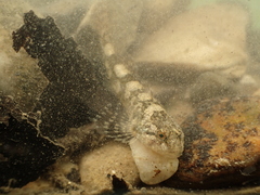 Cottus rondeleti