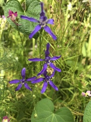 Delphinium consolida