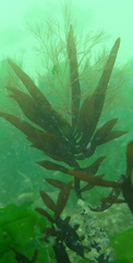 Prionitis lanceolata