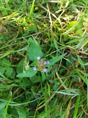 Prunella vulgaris vulgaris