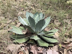 Agave guadalajarana