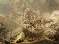 Cottus rondeleti