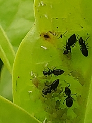 Technomyrmex difficilis