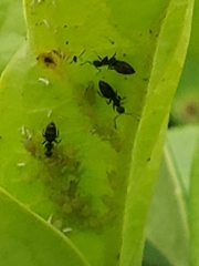 Technomyrmex difficilis