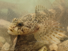 Cottus rondeleti