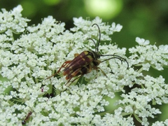Typocerus