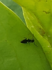 Technomyrmex difficilis