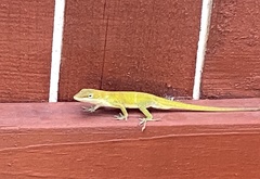 Anolis carolinensis