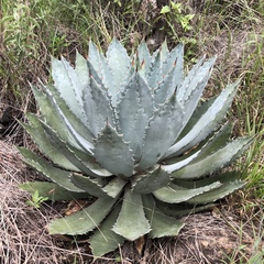 Agave guadalajarana