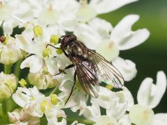 Limnophora maculosa