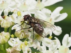 Limnophora maculosa