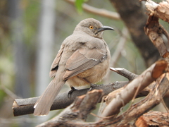 Toxostoma curvirostre