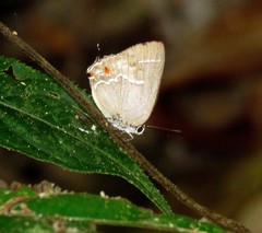 Strephonota syedra