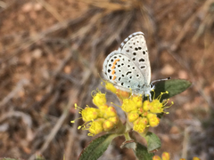 Euphilotes ancilla