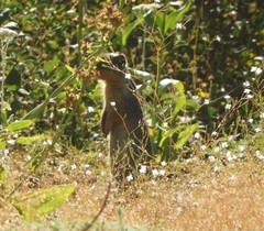 Urocitellus columbianus
